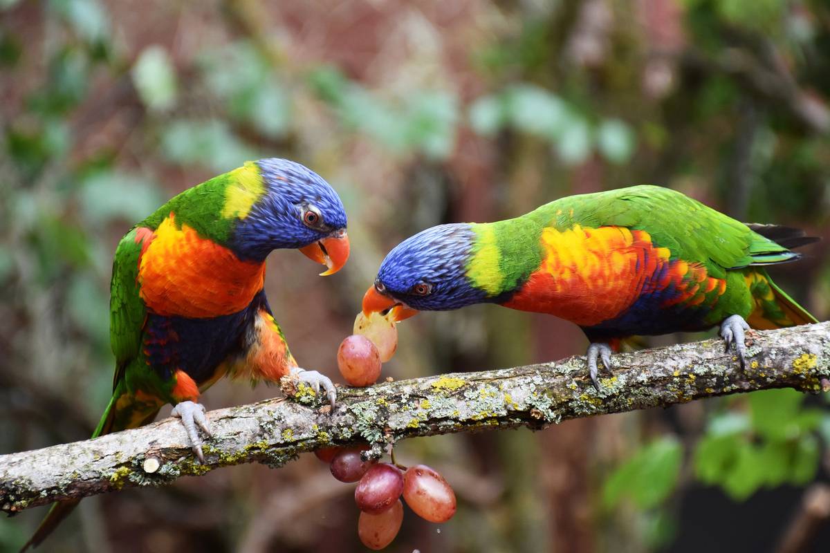 Lokalinfo AG Zoo meldet 1,21 Millionen Besucher