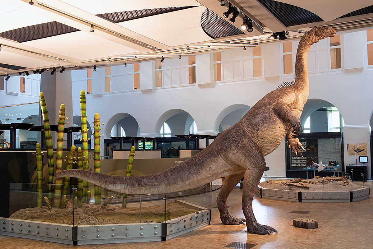 Lokalinfo AG Einheimischer Dino ist der neue Blickfang